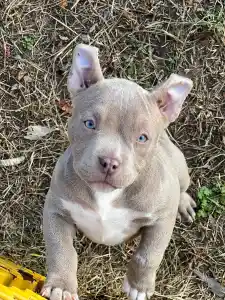 Amerikai Bully - Pocket - Elfy