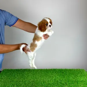 Cavalier King Charles Spaniel - Zira
