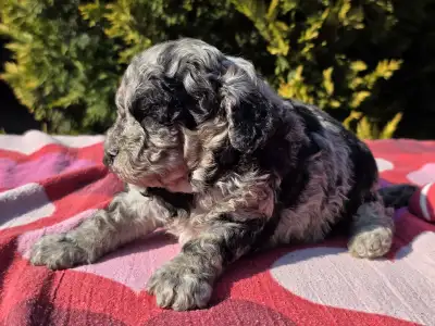 Cavapoo - Cedrick