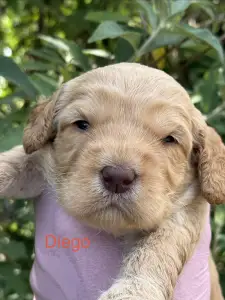 Labradoodle - Diego