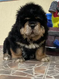 Tibetan Mastiff - Ameera
