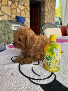 Poodle Toy - Zserbó