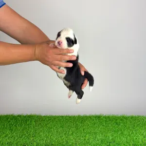 Australian Shepherd - Grisu