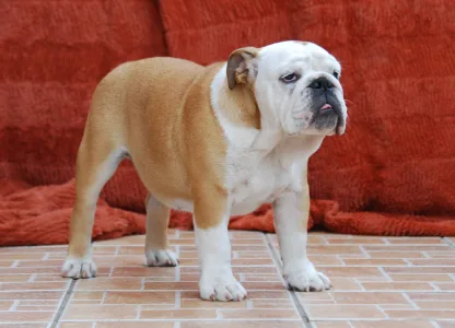 Bulldog - Rengőhegyi-ormán Desiree