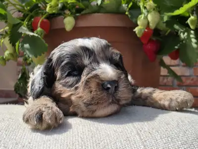 Cavapoo - Merlin