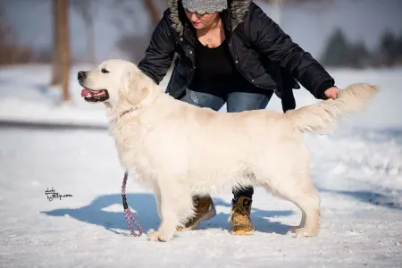 Golden Retriever - Gogas Pride