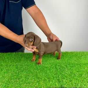 Dachshund - Chubby
