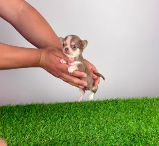 Чихуахуа - Chanel