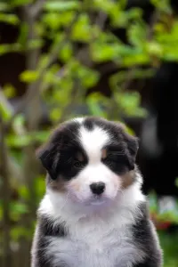 Австралийская овчарка - Winstead Prince Of Hastings