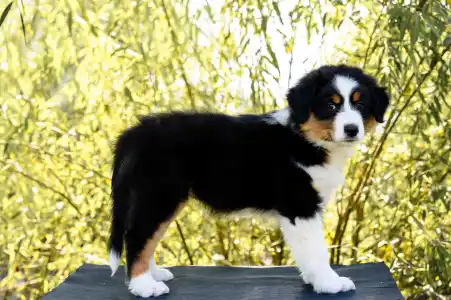 Ausztrál juhászkutya - Amelia