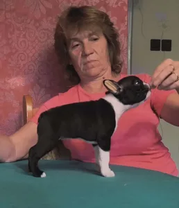 Boston Terrier - Gloria