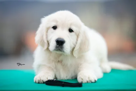 Golden Retriever - Black Boy