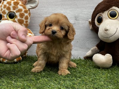 Cavapoo - Union Starlet