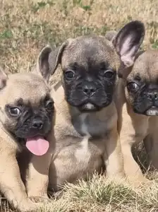French Bulldog - Harley
