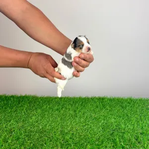 Biewer Terrier - Xanti