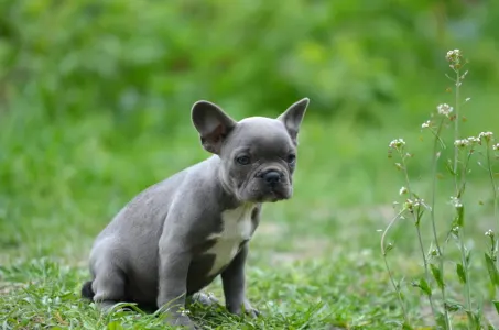 Francouzský buldoček - Milady