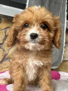 Cavapoo - Mangó