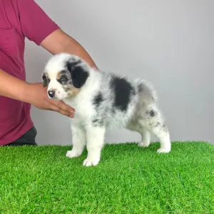Australian Shepherd - Talizman