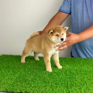 Shiba - Taiyo