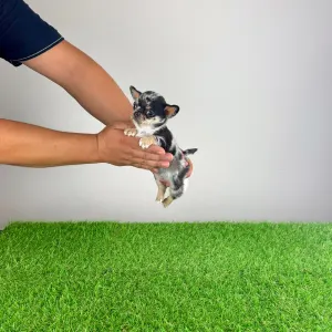 Chihuahua - Lido