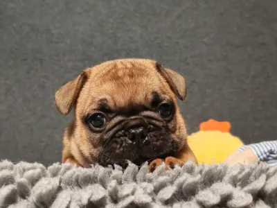 Buldog francuski - E. T.