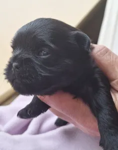 Affenpinscher - Altea