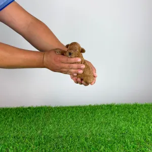 Poodle Miniature - Velvet