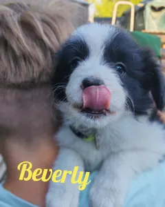 Border Collie - Beverly