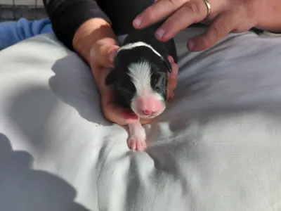 Border Collie - Bixbit