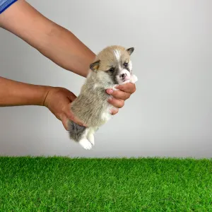 Pembroke Welsh Corgi - Zuro