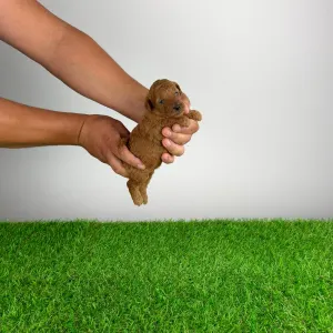 Caniche Nain - Antec