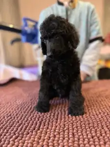 Óriás uszkár - Black Boy