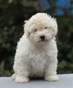 Puli - Pörgelóci Dió