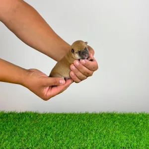 Shiba inu - Vee