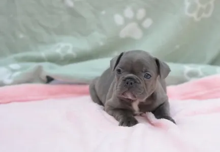 Francouzský buldoček - Madeleine 