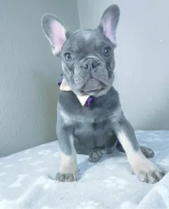 Bulldog francez - Victor