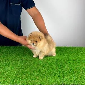 Pomeranian - Pici Bello