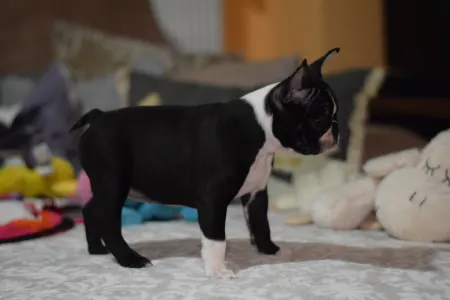 Boston Terrier - Csillag ( Vixen )