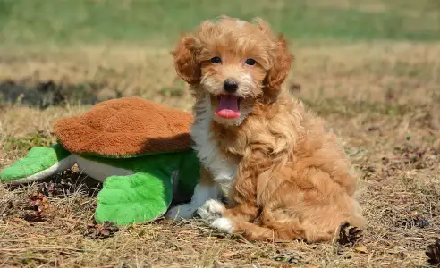 Maltipoo - Arnold