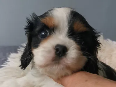 Cavalier King Charles Spaniel - Georgie