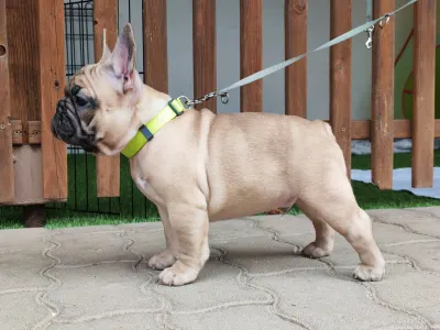 French Bulldog - Elmo