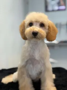 Poodle Miniature - Chiara