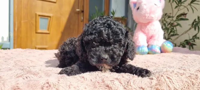 Pudel Toy - Negro