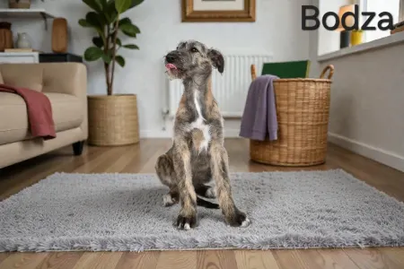 Irish Wolfhound - Bodza