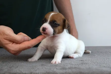 Jack Russell Terrier - Xyra