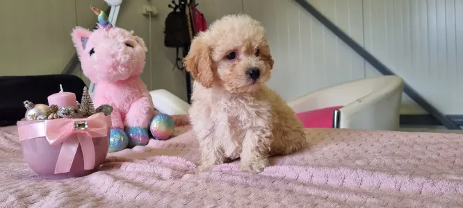 Maltipoo - Teddy