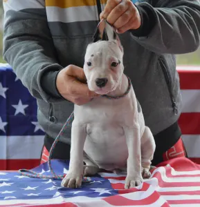 American Staffordshire Terrier - Atlanta