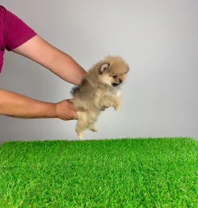 German Pomeranian Spitz - Digger 