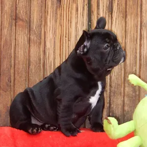 Francia bulldog - Diva
