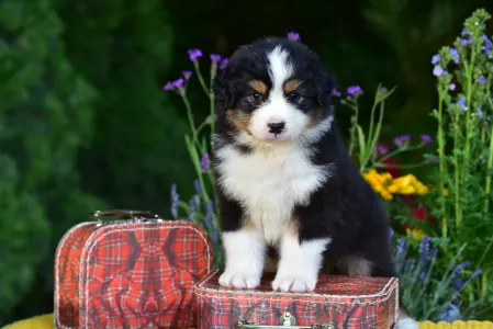 Australian Shepherd - Gingers Heritage Road Boss